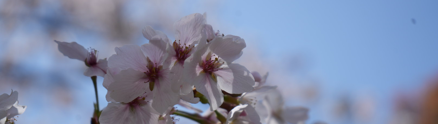 About Banner: Cherry Blossom